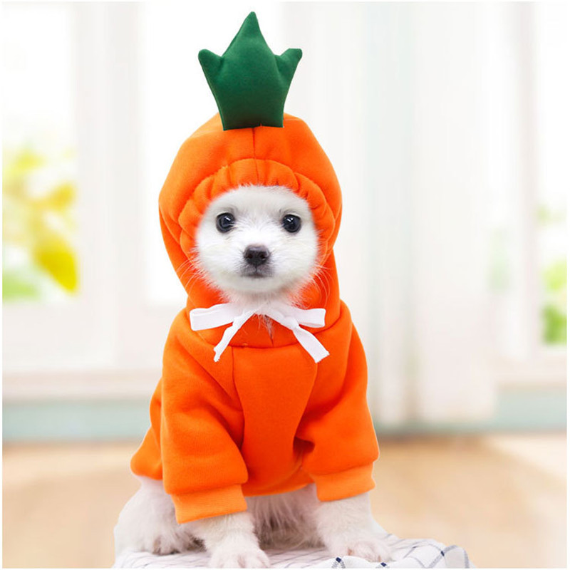 Winter Clothing Pictures - لطيف الفاكهة الكلب الملابس للكلاب الصغيرة